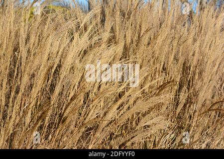 Miscanthus sinensis Yakushima im Winter Ziergras Stockfoto