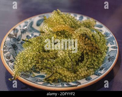 Caulerpa lentillifera Meerestrauben Seegras serviert auf einem Teller in einem Restaurant in Krabi, Thailand Stockfoto