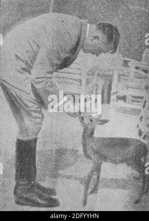 Hitler interessiert sich für die Jagdfragen seines Landes und ist begeistert, einen Hirsch in seinem privaten Park zu füttern. Erschienen 1936 in einer griechischen Zeitschrift Stockfoto