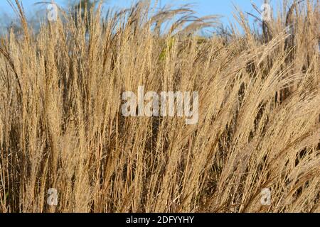 Miscanthus sinensis Yakushima im Winter Ziergras Stockfoto