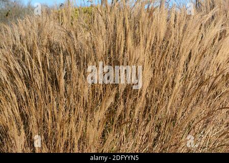 Miscanthus sinensis Yakushima im Winter Ziergras Stockfoto