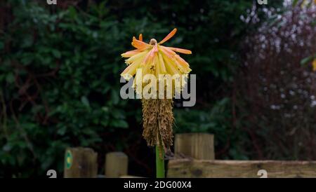 Einzelne Kniphofia Blüte am Ende des Sommers - Herbst Zerfall Stockfoto