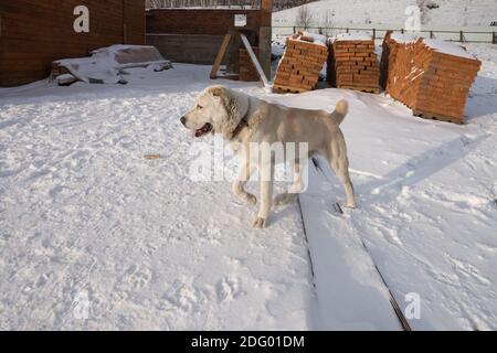 Ein großer Hund bewacht im Winter eine Baustelle mit Ziegelpaletten. Stockfoto