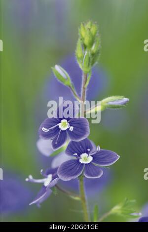 Gamander ehrenpreis, veronica chamaedrys, maennertreu, veronique petit-chene, germander speedwell Stockfoto