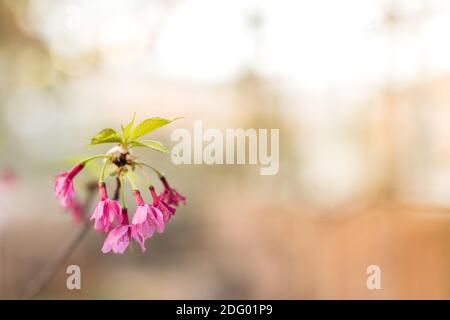 Blühender Zweig der japanischen Kirschsakura mit jungen grünen Blättern, weicher Fokus, Kopierraum, Frühlingszeitkonzept Stockfoto
