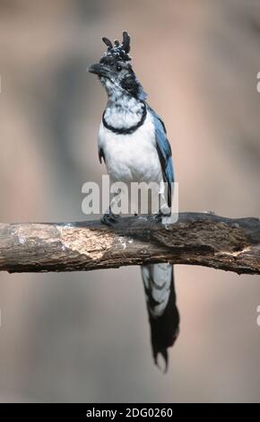 Blauwangenhaeher, Blauwangen-HÃ¤her, Calocitta colliei, schwarzkehlelzenhäher, schwarzkehlenhäher, Schwarzkehlenhäher, Schwarzkehlenhäher Mag Stockfoto