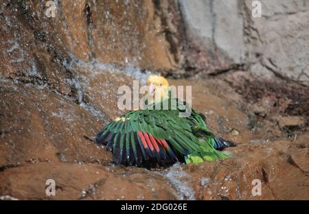 Gelbscheitelamazone, Amazona ochrocephala ochrocephala, gelbgekrönter amazonas, gelbgekrönter Papagei Stockfoto