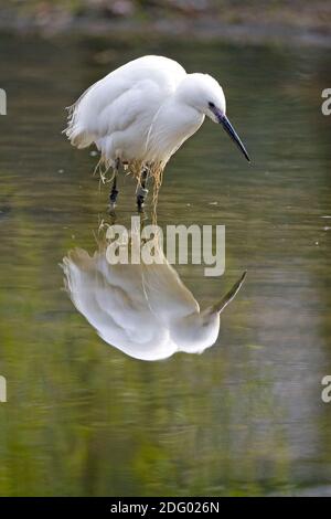 Seidenreiher, egretta garzetta, kleiner Reiher Stockfoto