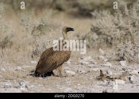 Sperbergeier, gyps rueppellii, Rueppells Griffon, Rueppells Griffon-Geier, Rueppells Geier, Ruppells Griffon, RÃ¼ppell Stockfoto