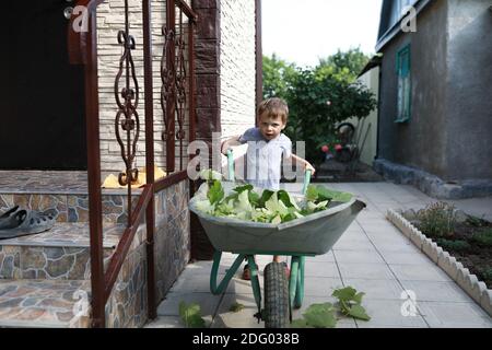 Kind rollender Garten Trolley mit Traubenblättern im Hinterhof Stockfoto
