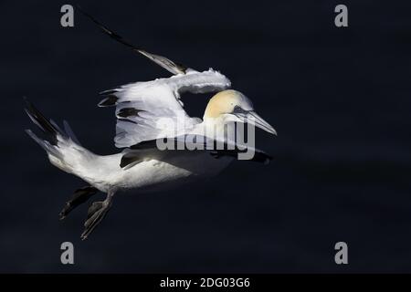 Basstoepel, nördliche Gannette [Morus bassanus, ehemals Sula bassana] Stockfoto