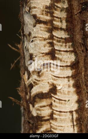 Biber / Europäischer Biber / Rizinusfaser Stockfoto
