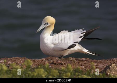 Basstoepel, nördliche Gannette [Morus bassanus, ehemals Sula bassana] Stockfoto