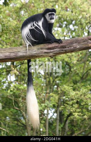Mantelaffe, guereza, colobus guereza, abessinier-schwarz-weiß-colobus, Ost-schwarz-weiß-colobus, noerdlicher guereza, Stockfoto