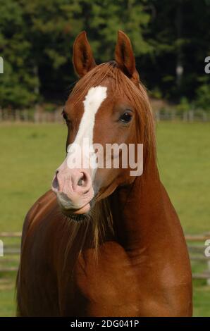 Arabisches Vollblut Pferd, Arabisches Vollblutpferd Stockfoto