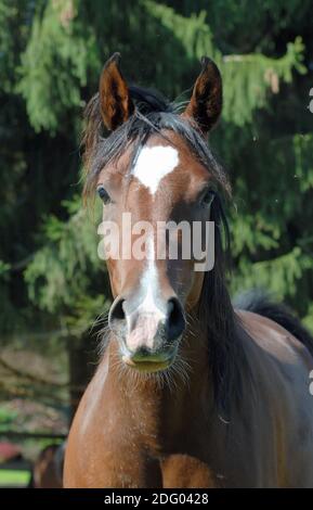 Arabisches Vollblut Pferd, Arabisches Vollblutpferd Stockfoto