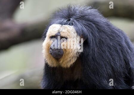 Weisskopfsaki, blasskopfsaki, pithecia pithecia, guianan Saki, weiß gesichtes Saki, Gold gesichtes Saki, blass-headed Saki Stockfoto