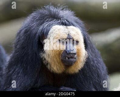 Weisskopfsaki, blasskopfsaki, pithecia pithecia, guianan Saki, weiß gesichtes Saki, Gold gesichtes Saki, blass-headed Saki Stockfoto