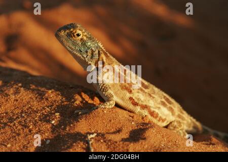 Boden Agama (Agama aculeata), Steppenagam, Südafrika Stockfoto