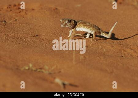 Sandgecko, Kalahari Ground Gecko, Chondrodactylus angulifer, Südafrika Stockfoto