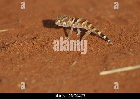 Sandgecko, Kalahari Ground Gecko, Chondrodactylus angulifer, Südafrika Stockfoto