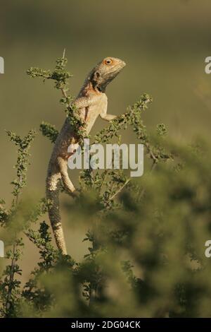 Boden Agama (Agama aculeata), Steppenagam, Südafrika Stockfoto