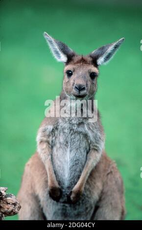 Westliches graues Riesenkänguru, westliches graues Känguru, Macropus fuliginosus Stockfoto