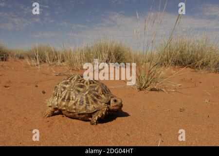 Kalahari Zelt Schildkröte, Psammobates tentorius, afrikanische Halbmond, Südafrika Stockfoto