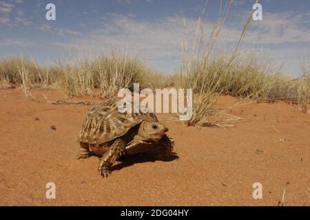 Kalahari Zelt Schildkröte, Psammobates tentorius, afrikanische Halbmond, Südafrika Stockfoto