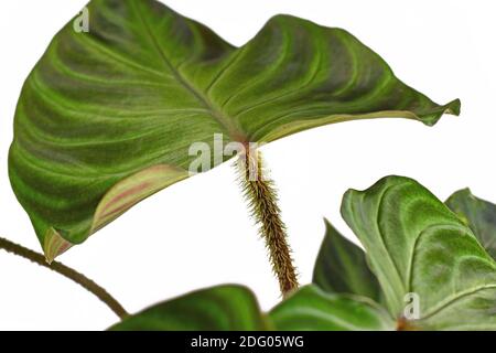 Nahaufnahme der haarigen Blattstiel der tropischen 'Philodendron Verrucosum' Zimmerpflanze Mit dunkelgrün geäderten samtigen Blättern isoliert auf weißem Hintergrund Stockfoto