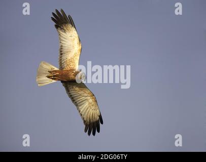 Eurasische Sumpfweihe, Circus aeruginosus Stockfoto