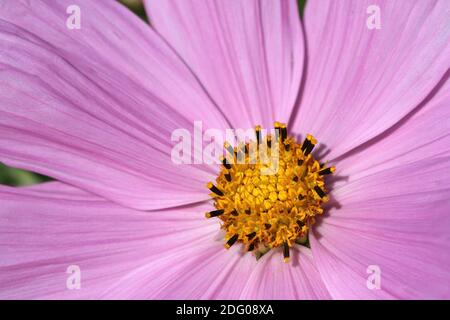 Garten-Kosmos Stockfoto
