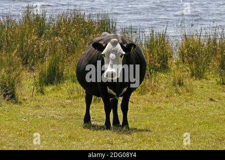 Cow, Bodmin Moor, Colli Ford Lake, Cornwall, Südwestengland Stockfoto