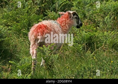 Rote Schafe, Dartmoor, Devon, Corwall, Südwestengland Stockfoto
