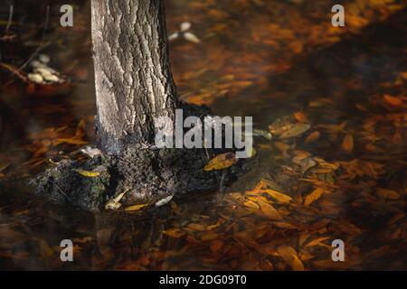 Baum untergetaucht im Wasser eines Sees mit vielen Gefallener orangefarbener Herbst hinterlässt unter Wasser um ihn herum Stockfoto