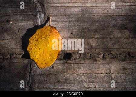 Tau-nasses Herbstblatt auf gealtertem Holz Stockfoto