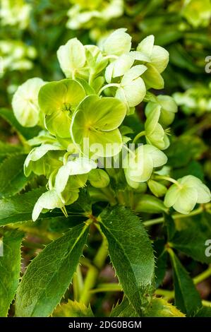 Helleborus argutifolius eine halbimmergrüne Winterpflanze mit einer gelb-grünen Frühlingsblume, Stockfoto Stockfoto