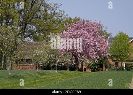 Haus mit Kirschblüte im April in Holperdorp, Tecklenburger Land, Nordrhein-Westfalen, Deutschland Stockfoto