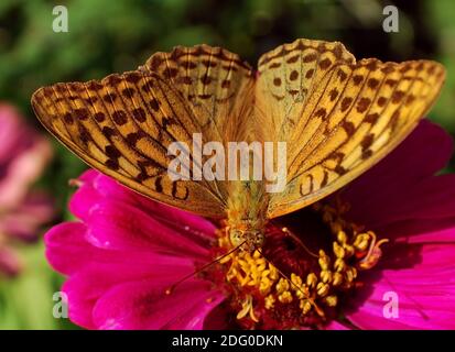 Schöner Schmetterling. Makro Stockfoto
