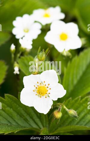 Weiße Blüten der Erdbeere auf grünem Hintergrund Stockfoto