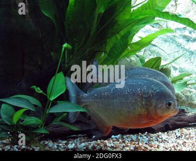 Pygocentrus nattereri, gebräuchliche Namen Rotbauchiger Piranha, Rotreiher Piranha, Rotreiher Piranha, Gemeiner Piranha, Natterer Piranha Stockfoto