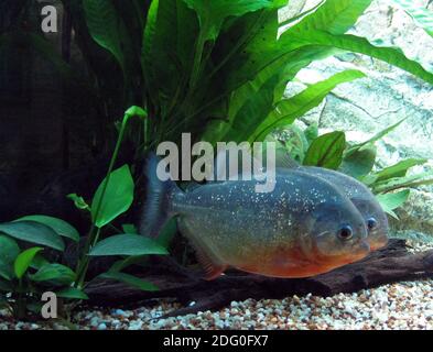 Pygocentrus nattereri, gebräuchliche Namen Rotbauchiger Piranha, Rotreiher Piranha, Rotreiher Piranha, Gemeiner Piranha, Natterer Piranha Stockfoto