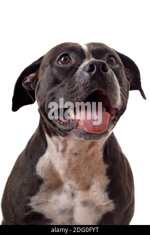 Porträt des amerikanischen staffordshire Terrier. Isoliert Stockfoto