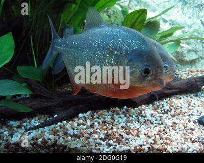 Pygocentrus nattereri, gebräuchliche Namen Rotbauchiger Piranha, Rotreiher Piranha, Rotreiher Piranha, Gemeiner Piranha, Natterer Piranha Stockfoto