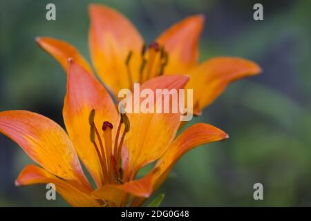 Nahaufnahme der Feuerlilie (Lilium bulbiferum). Stockfoto