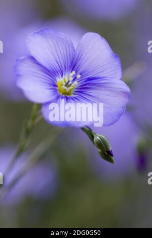 Nahnahme des ausdauernden Lein (Linum perenne). Stockfoto