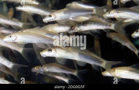 Gold-schwarze Morphe von Gyrinocheilus aymonieri (Honigsauger, Saug-Lehm, chinesischer Algenfresser, Siamalgenfresser) Stockfoto