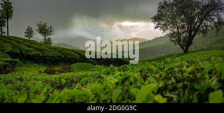 Munnar Tee Plantage Panorama Blick. Sonnenuntergang Über Teeplantagen In Munnar, Kerala, Indien. Stockfoto