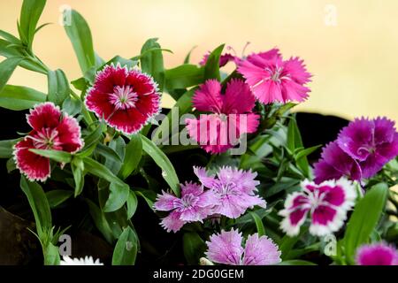 Viele Arten von bunten Vielfalt von Dianthus Blumen . Schöne Sammlung von bunten bunten blühenden Dianthus blühenden Pflanzen in Container ga Stockfoto