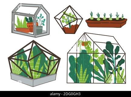 Gewächshaus mit Pflanzen, Orangerie mit Blumen Stock Vektor